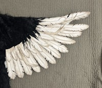 a black and white feathered wing on a bed