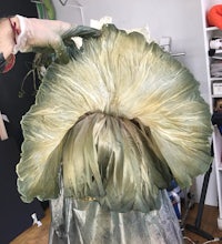 a person is holding up a large green leaf